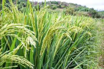 Rice in paddy fields