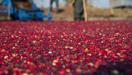To gather cranberries from a bog on the background of working farmers