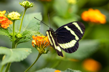 Naklejka premium Papillon Heliconius hewitsoni sur une fleur