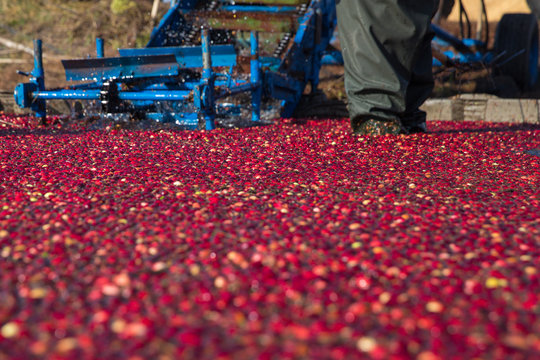 To gather cranberries from a bog on the background of working farmers