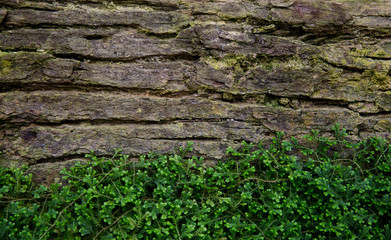 wood and fern background