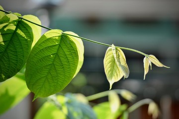 Green leaf texture background, tropical leave foliage are shaped like tiny spikes, leaves in tropical forest, green concept.