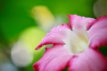 Close up of Pink bignonia flowers on background,Azalea flowers on a tree with water drops and bokeh background, space for copy word to create postcard