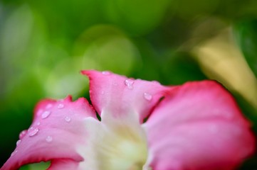 Close up of Pink bignonia flowers on background,Azalea flowers on a tree with water drops and bokeh background, space for copy word to create postcard
