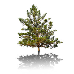 Obraz premium Realistic pine tree silhouette 