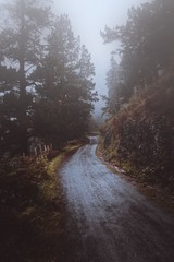 camino hacia el monte entre niebla