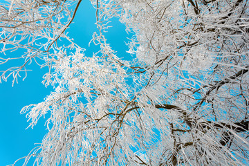 Frozen tree brunches on blue sky background. Bottom view. Bottom view