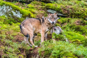 Close up portrait of a grey wolf (Canis Lupus) also known as Timber wolf displaying an agressive facial dominant expression in the Canadian forest during the summer months.