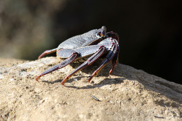 TIERE_6180_rote_Klippenkrabbe