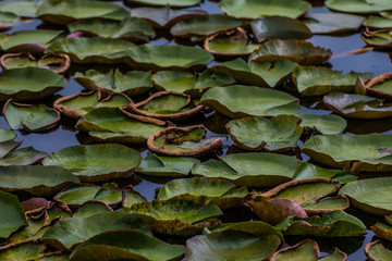 Beautiful waterlily or lotus flower in pond.