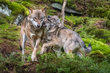 Close up portrait of a grey wolf (Canis Lupus) also known as Timber wolf displaying an agressive facial dominant expression in the Canadian forest during the summer months.