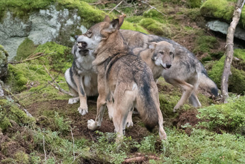 Close up portrait of a grey wolf (Canis Lupus) also known as Timber wolf displaying an agressive facial dominant expression in the Canadian forest during the summer months.