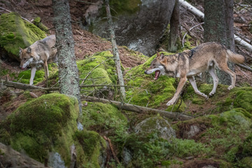 Close up portrait of a grey wolf (Canis Lupus) also known as Timber wolf displaying an agressive facial dominant expression in the Canadian forest during the summer months.