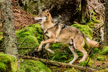 Naklejka na ściany i meble Close up portrait of a grey wolf (Canis Lupus) also known as Timber wolf displaying an agressive facial dominant expression in the Canadian forest during the summer months.
