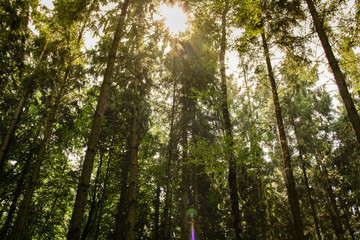 Obraz premium Sonnenlicht im Wald