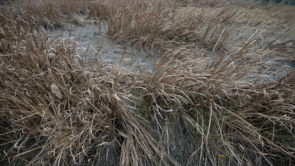 grass on the beach
