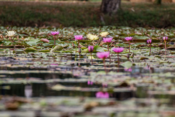 Beautiful waterlily or lotus flower in pond.