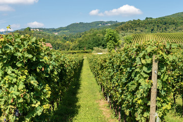 Fototapeta na wymiar Italian Vineyards of the Valpolicella Wine - Verona