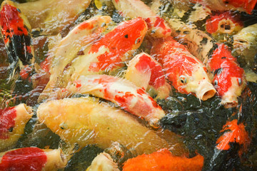 Obraz na płótnie Canvas beautiful carp fish or koi fish swimming in the pond