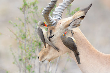 Obraz premium Dzięcioł czerwonodzioby (Buphagus erythrorhyncus) żerujący na impali (Aepyceros melampus), Park Narodowy Krugera, RPA