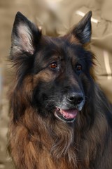 Portrait of a purebred brown german shepherd dog