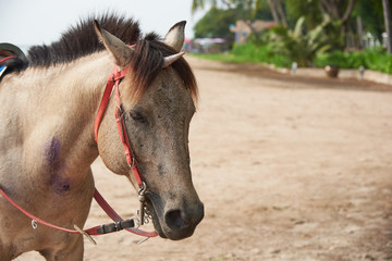 Obraz premium Beautiful horse with seashell on head mimicking unicorn