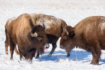 American Bison on the High Plains of Colorado
