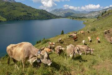 Obraz premium Lake Engstlensee over Engelberg on Switzerland