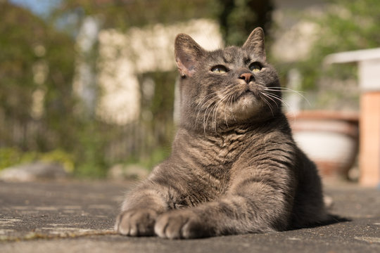 Katze im Portrait mit lieben Blick nach oben gerichtet mit kuschelligem Fell