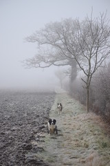 Obraz na płótnie Canvas Collies on winter walk
