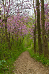 Spring Time Purple Flower Trees