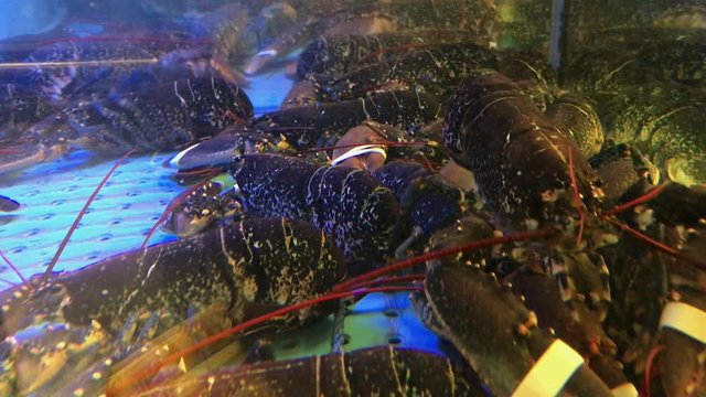 Live Lobsters in Water Tank