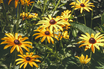 Fototapeta na wymiar Closeup bright bloom of the yellow black eyed susan flowers. Rudbeckia in the garden. Natural summer background.