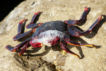 TIERE_6348_rote_Klippenkrabbe