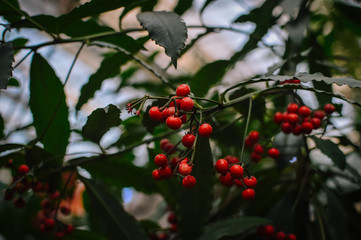 It's a berry good day