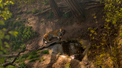 Tiger in forrest 