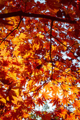 Autumn red maple leaves from under the tree