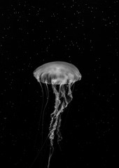 Jellyfish