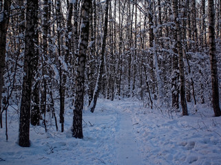 trees in the winter Park on a cloudy day