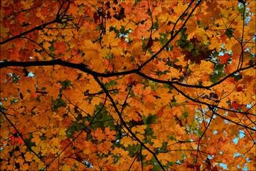 Color of fall Leaves 