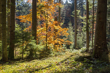 Beech tree in autumn colors among mixed forest in sunlight. mixed autumn Carpathian forest