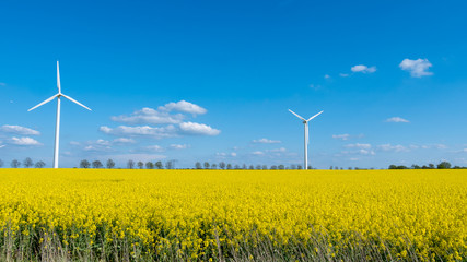 Rapsfeld am blauen Tag