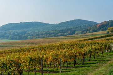 Goldener Herbst im Weingarten