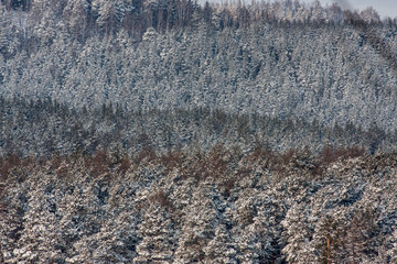 winter mountain forest. spruce and pine closeup. details and texture. snow and cold. landscape background with free space for layout