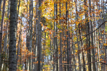 natural beech forests in Carpathians in the autumn colors of the sunny day. beech forest in the Carpathian Mountains in autumn colors