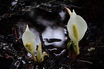 ミズバショウ