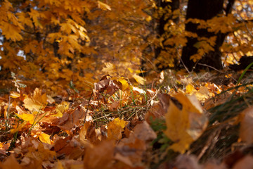 Fallen yellow maple leaves soft focused.