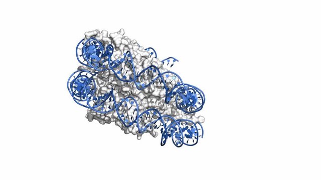 Nucleosome is a basic unit of DNA packaging in eukaryotic cells, with 147 nucleotides of DNA wrapped around the core built from histone proteins. Rotating model, seamless loop.