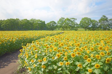 弟子屈のひまわり畑