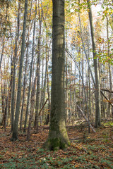 Fraxinus excelsior trees among the natural beech forest of the Carpathians. trunk Fraxinus excelsior among beech forest in the Carpathians
